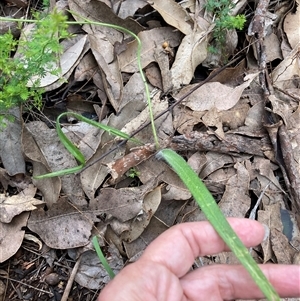 Caladenia brownii at Windy Harbour, WA - suppressed