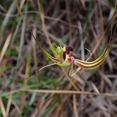 Caladenia attingens at Windy Harbour, WA - 18 Oct 2024 by AnneG1