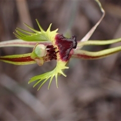 Caladenia attingens at Windy Harbour, WA - 18 Oct 2024