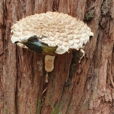 Unidentified Bolete - Fleshy texture, stem central (more-or-less) at Pillar Valley, NSW - 17 Dec 2024 by Topwood