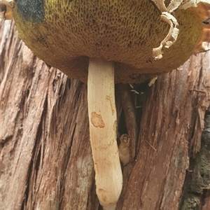 Boletellus sp. at Pillar Valley, NSW - 18 Dec 2024 10:44 AM