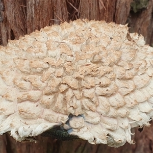 Boletellus sp. at Pillar Valley, NSW - 18 Dec 2024