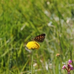 Heteronympha cordace at Cotter River, ACT - 14 Dec 2024 by RAllen