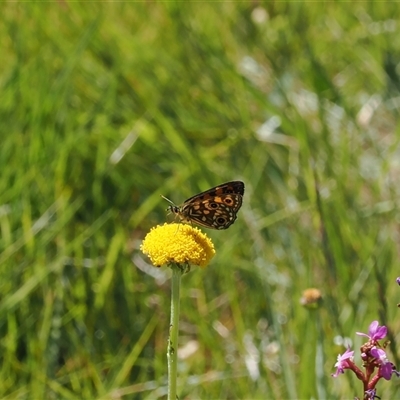 Heteronympha cordace at Cotter River, ACT - 14 Dec 2024 by RAllen