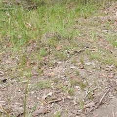 Alloteropsis semialata at Pillar Valley, NSW - 17 Dec 2024 by Topwood