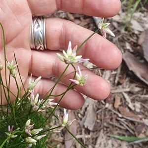 Laxmannia gracilis at Pillar Valley, NSW - 18 Dec 2024 09:47 AM