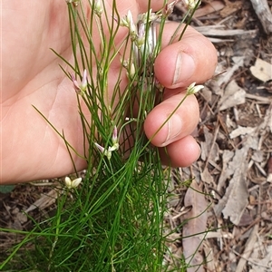 Laxmannia gracilis at Pillar Valley, NSW - 18 Dec 2024