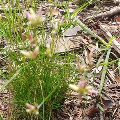 Laxmannia gracilis at Pillar Valley, NSW - 18 Dec 2024 09:47 AM