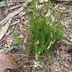 Laxmannia gracilis at Pillar Valley, NSW - 18 Dec 2024 09:47 AM