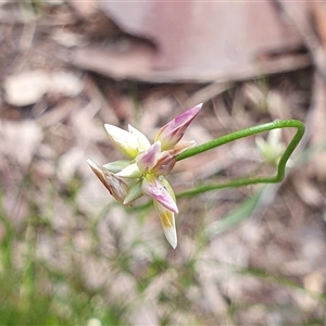 Laxmannia gracilis at Pillar Valley, NSW - 18 Dec 2024