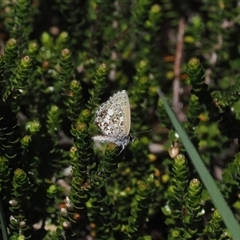 Neolucia hobartensis (Montane Heath-blue) at Cotter River, ACT - 14 Dec 2024 by RAllen