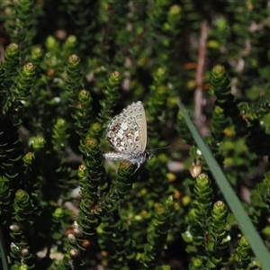 Neolucia hobartensis at Cotter River, ACT - 14 Dec 2024