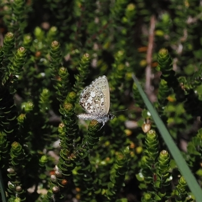 Neolucia hobartensis (Montane Heath-blue) at Cotter River, ACT - 14 Dec 2024 by RAllen