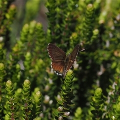 Neolucia hobartensis at Cotter River, ACT - 14 Dec 2024