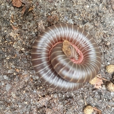 Diplopoda (class) (Unidentified millipede) at Pillar Valley, NSW - 18 Dec 2024 by Topwood