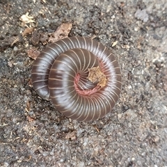 Diplopoda (class) at Pillar Valley, NSW - 18 Dec 2024 08:59 AM
