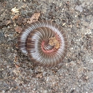 Diplopoda (class) at Pillar Valley, NSW - 18 Dec 2024 08:59 AM