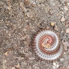 Diplopoda (class) at Pillar Valley, NSW - 18 Dec 2024 08:59 AM