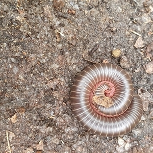 Diplopoda (class) at Pillar Valley, NSW - 18 Dec 2024 08:59 AM