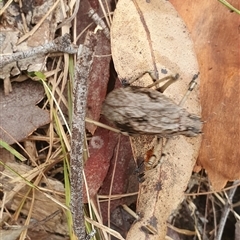 Acripeza reticulata at Pillar Valley, NSW - 18 Dec 2024