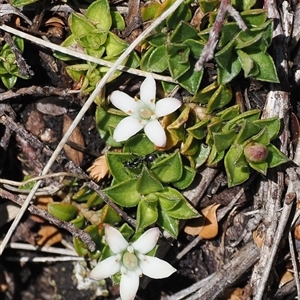 Rhytidosporum alpinum at Cotter River, ACT - 14 Dec 2024 11:07 AM