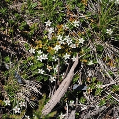 Rhytidosporum alpinum at Cotter River, ACT - 14 Dec 2024 11:07 AM