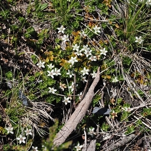 Rhytidosporum alpinum at Cotter River, ACT - 14 Dec 2024