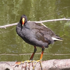 Gallinula tenebrosa (Dusky Moorhen) at Fyshwick, ACT - 18 Dec 2024 by GirtsO