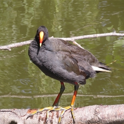 Gallinula tenebrosa (Dusky Moorhen) at Fyshwick, ACT - 17 Dec 2024 by GirtsO