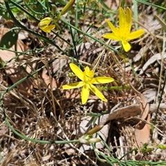 Tricoryne elatior (Yellow Rush Lily) at Hawker, ACT - 18 Dec 2024 by sangio7