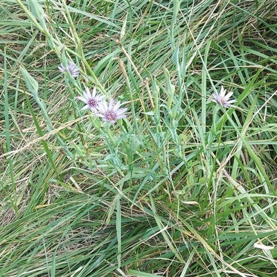 Tragopogon porrifolius subsp. porrifolius (Salsify, Oyster Plant) at Fyshwick, ACT - 18 Dec 2024 by GirtsO