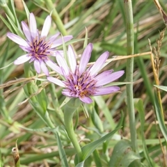 Tragopogon porrifolius subsp. porrifolius at Fyshwick, ACT - 18 Dec 2024 09:54 AM