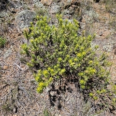 Melichrus urceolatus (Urn Heath) at Belconnen, ACT - 18 Dec 2024 by sangio7