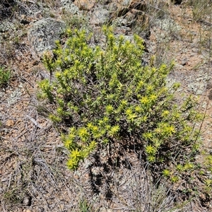 Melichrus urceolatus at Belconnen, ACT - 18 Dec 2024