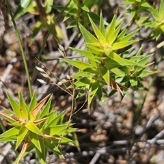 Melichrus urceolatus at Belconnen, ACT - 18 Dec 2024