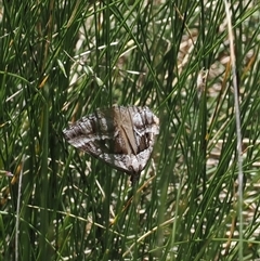 Dichromodes stilbiata (White-barred Heath Moth) at Cotter River, ACT - 14 Dec 2024 by RAllen