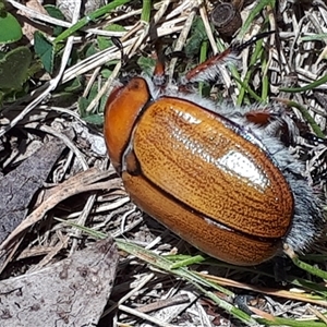 Anoplognathus suturalis at Yaouk, NSW - suppressed