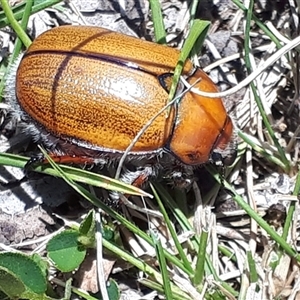 Anoplognathus suturalis at Yaouk, NSW - suppressed