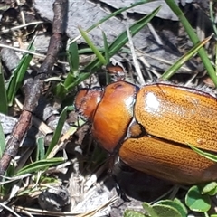 Anoplognathus suturalis at Yaouk, NSW - suppressed