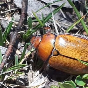 Anoplognathus suturalis at Yaouk, NSW - suppressed