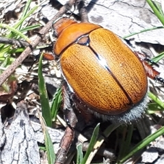 Anoplognathus suturalis at Yaouk, NSW - suppressed