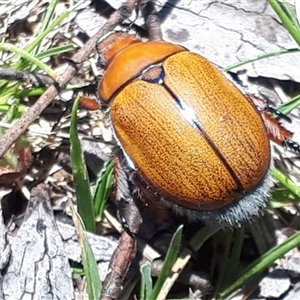 Anoplognathus suturalis at Yaouk, NSW - suppressed