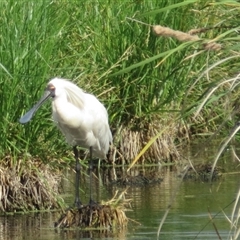 Platalea regia (Royal Spoonbill) at Fyshwick, ACT - 18 Dec 2024 by GirtsO