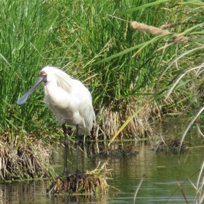 Platalea regia (Royal Spoonbill) at Fyshwick, ACT - 18 Dec 2024 by GirtsO