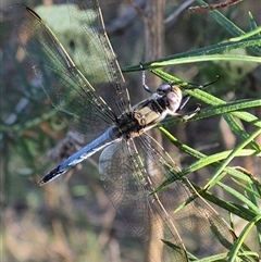 Orthetrum caledonicum at Bungendore, NSW - 18 Dec 2024 by clarehoneydove