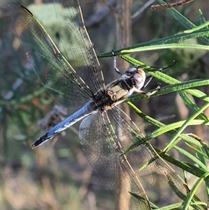 Orthetrum caledonicum at Bungendore, NSW - 18 Dec 2024 05:51 PM