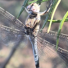 Orthetrum caledonicum at Bungendore, NSW - 18 Dec 2024 05:51 PM