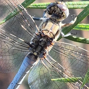 Orthetrum caledonicum at Bungendore, NSW - 18 Dec 2024 05:51 PM