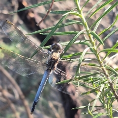 Orthetrum caledonicum at Bungendore, NSW - 18 Dec 2024 05:51 PM