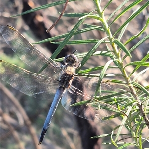 Orthetrum caledonicum at Bungendore, NSW - 18 Dec 2024 05:51 PM